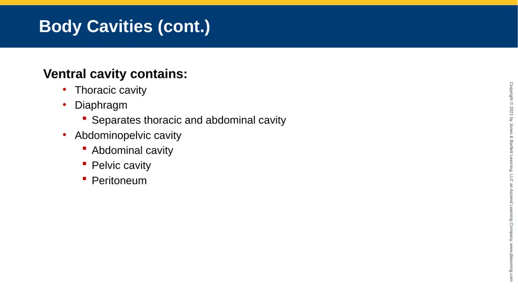 Body Structure CHAPTER 2 Learning Objectives List - slide 48 of 64
