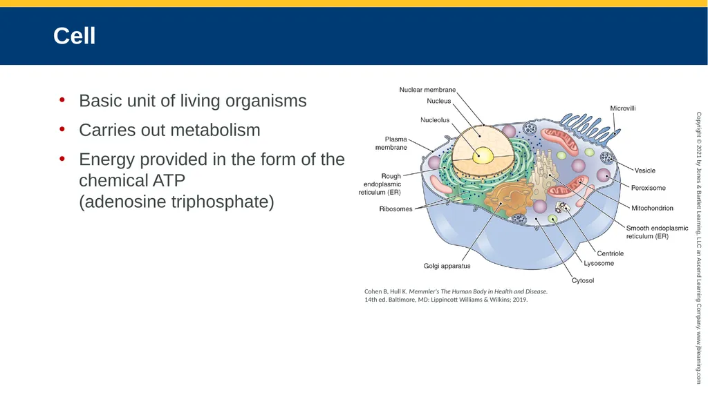 Body Structure CHAPTER 2 Learning Objectives List - slide 22 of 64