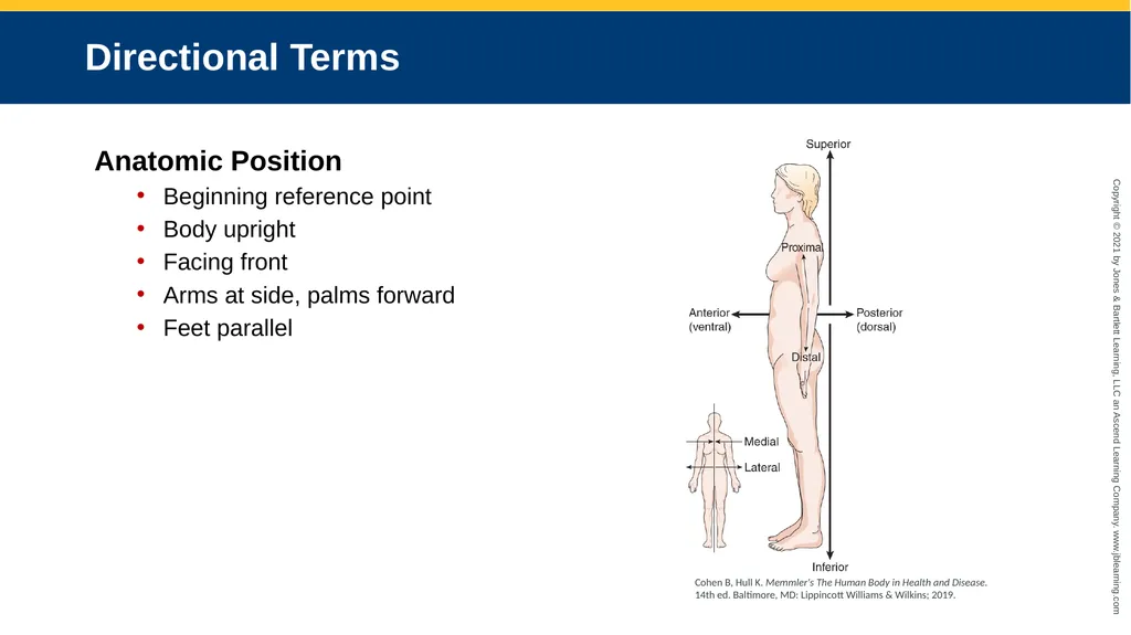 Body Structure CHAPTER 2 Learning Objectives List - slide 41 of 64