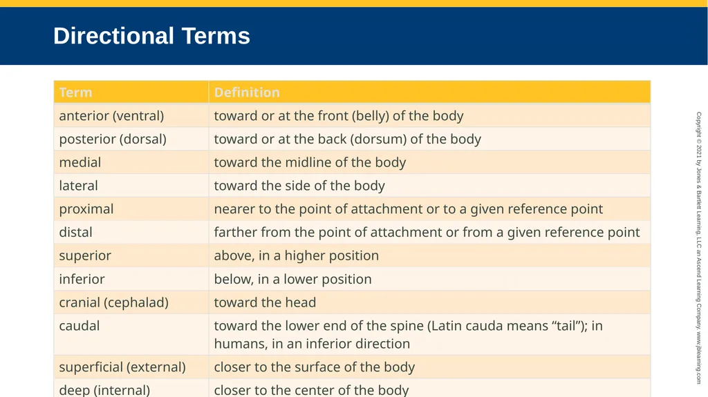 Body Structure CHAPTER 2 Learning Objectives List - slide 42 of 64