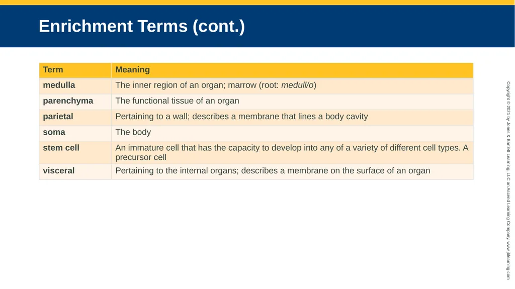 Body Structure CHAPTER 2 Learning Objectives List - slide 38 of 64