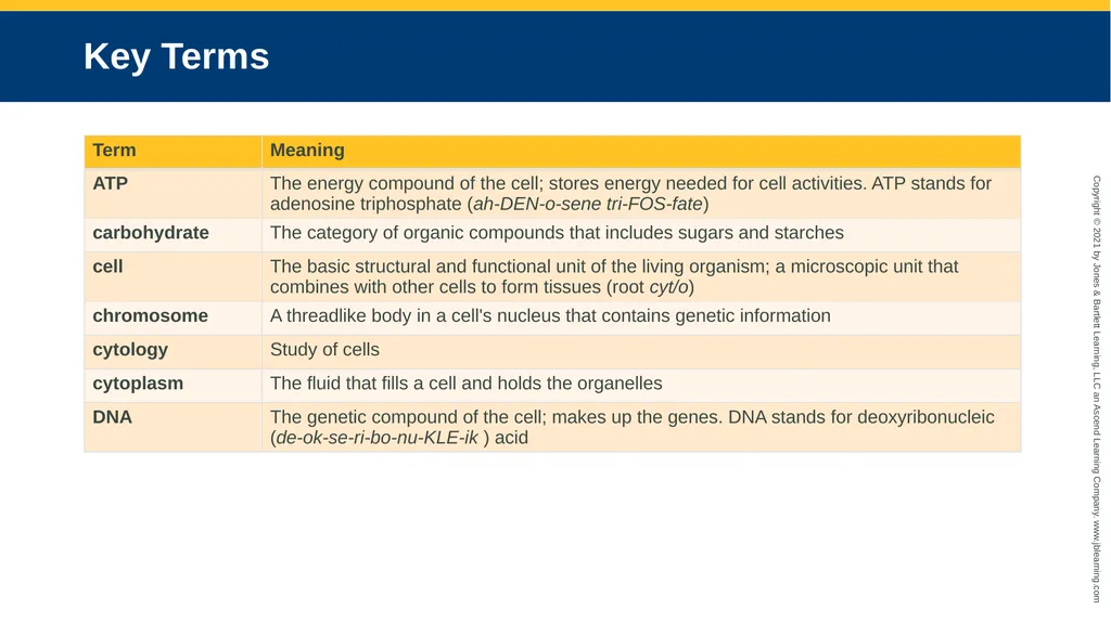 Body Structure CHAPTER 2 Learning Objectives List - slide 32 of 64