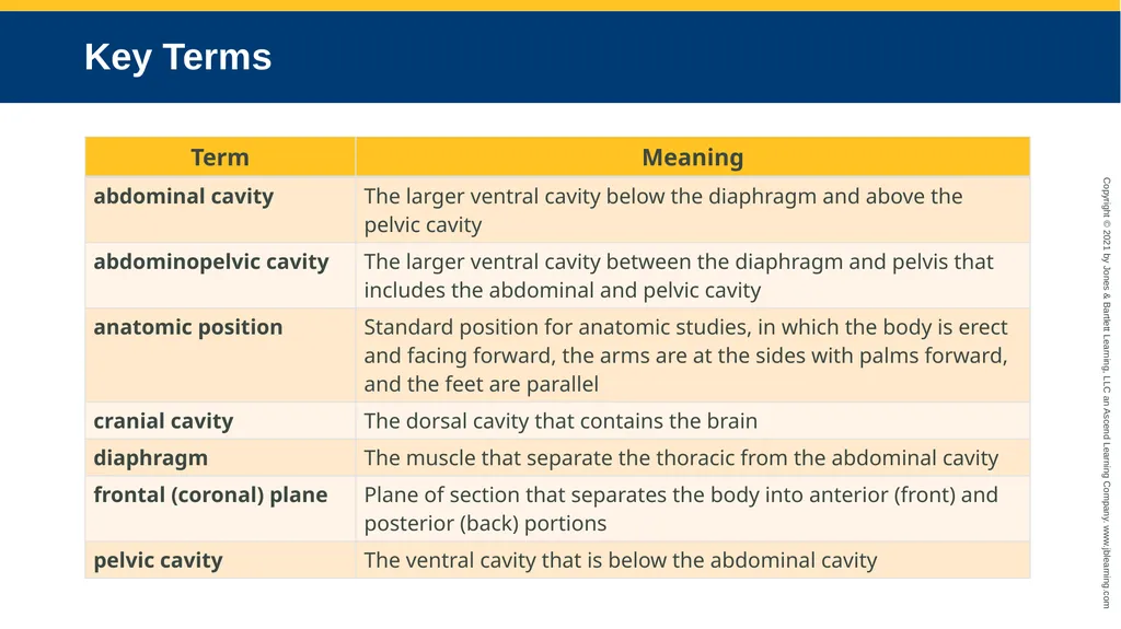 Body Structure CHAPTER 2 Learning Objectives List - slide 55 of 64