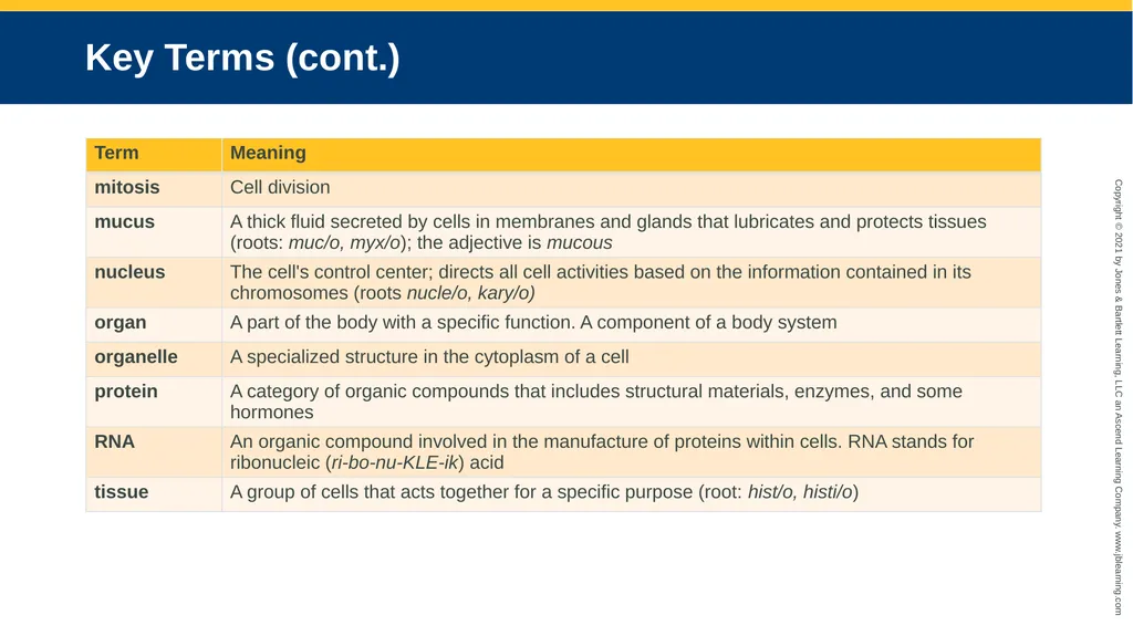 Body Structure CHAPTER 2 Learning Objectives List - slide 36 of 64