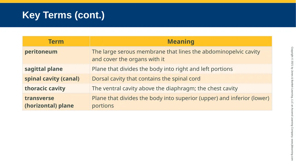 Body Structure CHAPTER 2 Learning Objectives List - slide 56 of 64