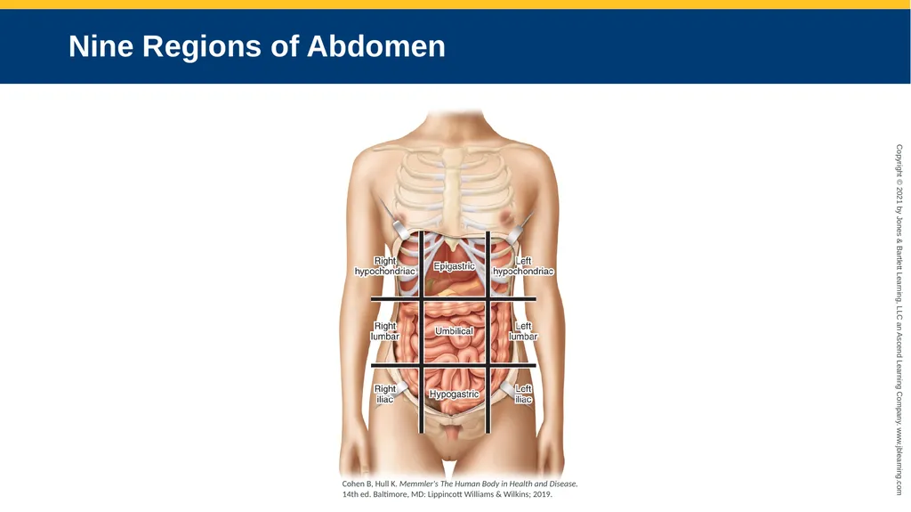 Body Structure CHAPTER 2 Learning Objectives List - slide 51 of 64