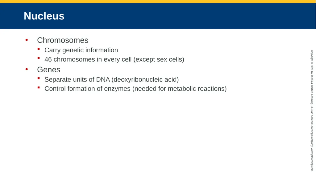 Body Structure CHAPTER 2 Learning Objectives List - slide 24 of 64