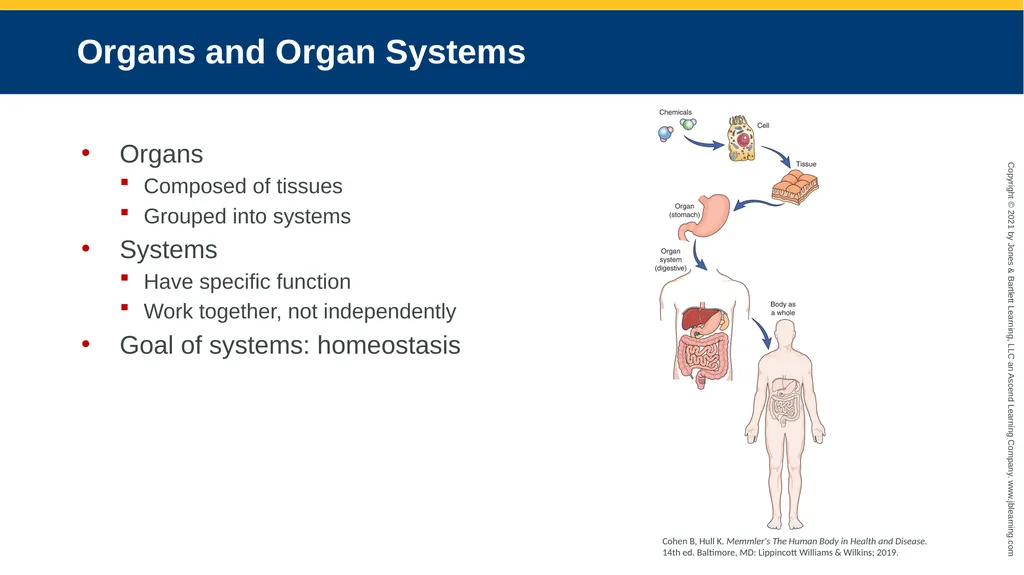 Body Structure CHAPTER 2 Learning Objectives List - slide 28 of 64