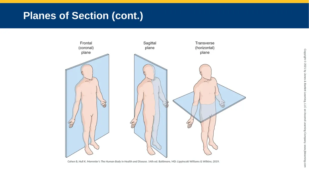 Body Structure CHAPTER 2 Learning Objectives List - slide 44 of 64