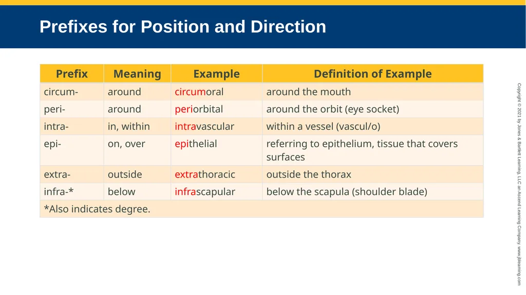 Body Structure CHAPTER 2 Learning Objectives List - slide 53 of 64