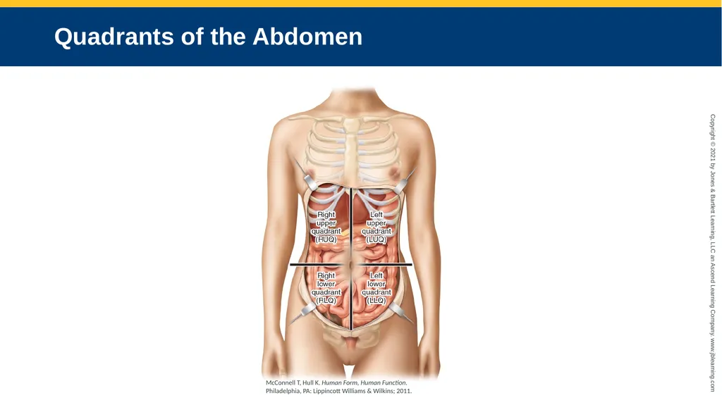 Body Structure CHAPTER 2 Learning Objectives List - slide 52 of 64