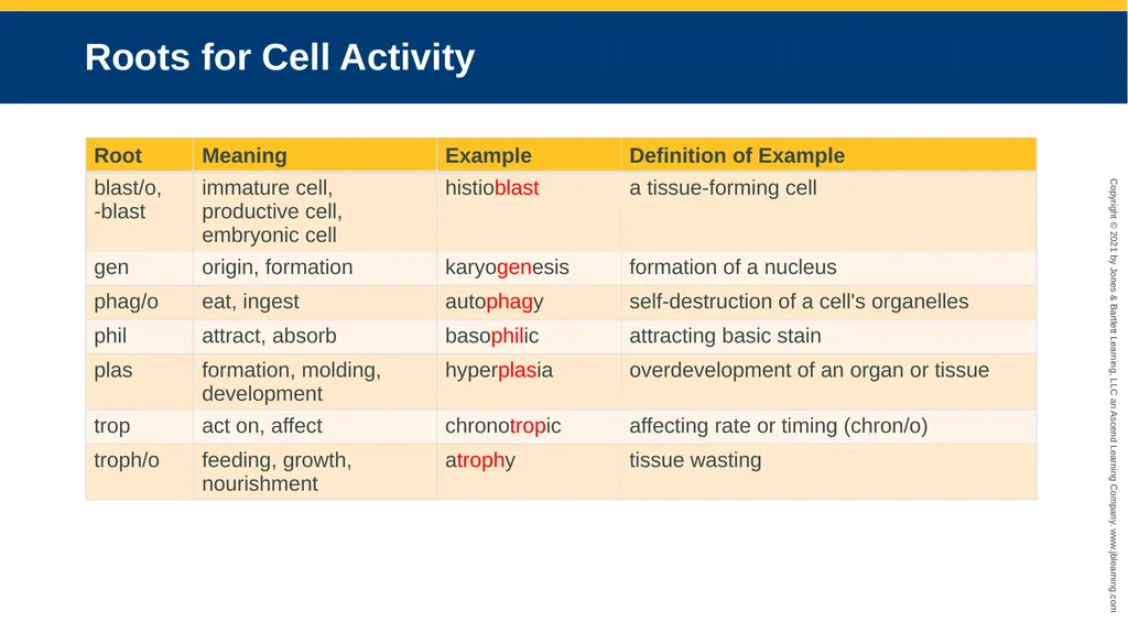 Body Structure CHAPTER 2 Learning Objectives List - slide 29 of 64
