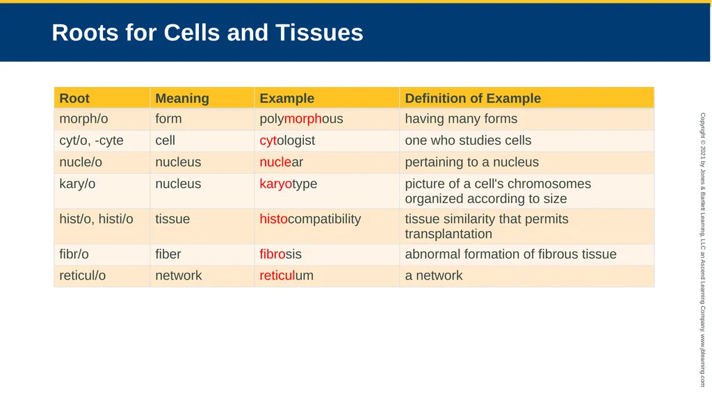 Body Structure CHAPTER 2 Learning Objectives List - slide 20 of 64
