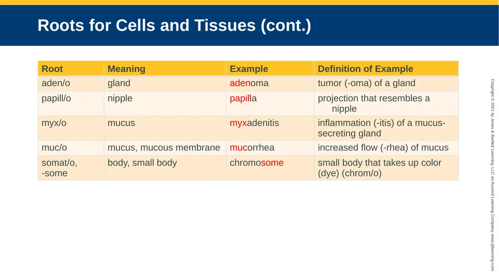 Body Structure CHAPTER 2 Learning Objectives List - slide 21 of 64