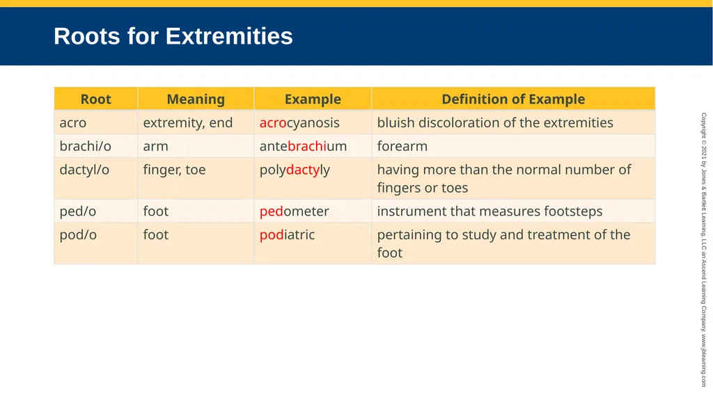 Body Structure CHAPTER 2 Learning Objectives List - slide 40 of 64