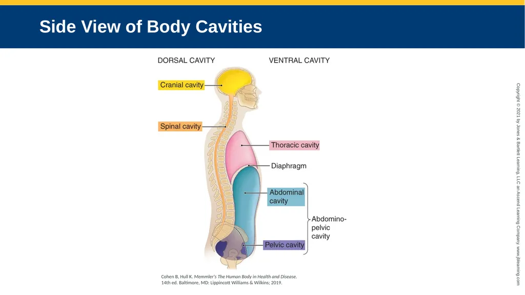 Body Structure CHAPTER 2 Learning Objectives List - slide 46 of 64