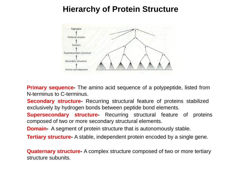 Protein Structure 2 Higher Order Protein - slide 2 of 11