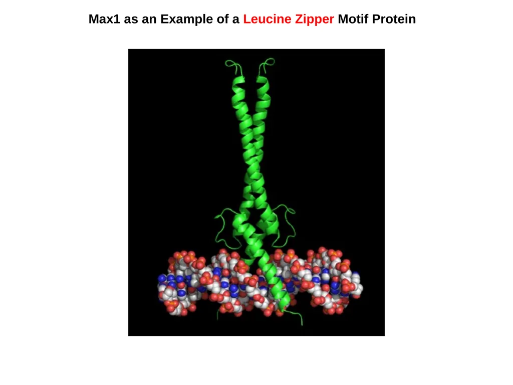 Protein Structure 2 Higher Order Protein - slide 5 of 11