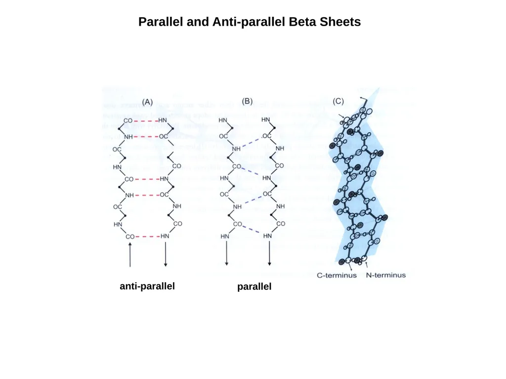Protein Structure 2 Higher Order Protein - slide 6 of 11