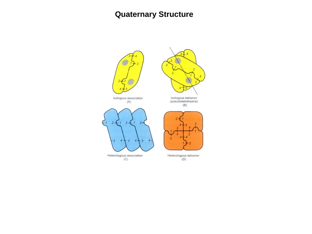 Protein Structure 2 Higher Order Protein - slide 11 of 11