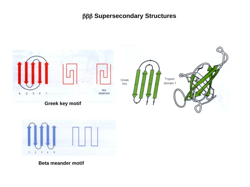 Protein Structure 2 Higher Order Protein - slide 8 of 11