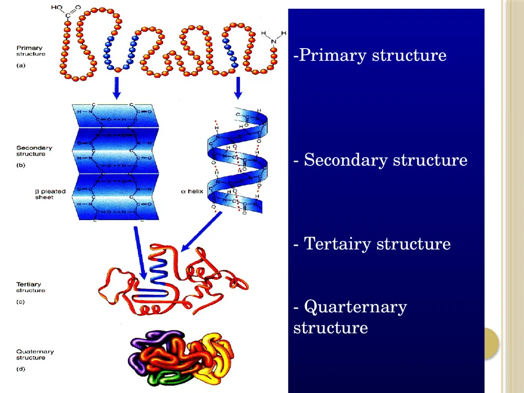 Chapter 3: Proteins Protein Biochemistry (BCH 303) - slide 16 of 107