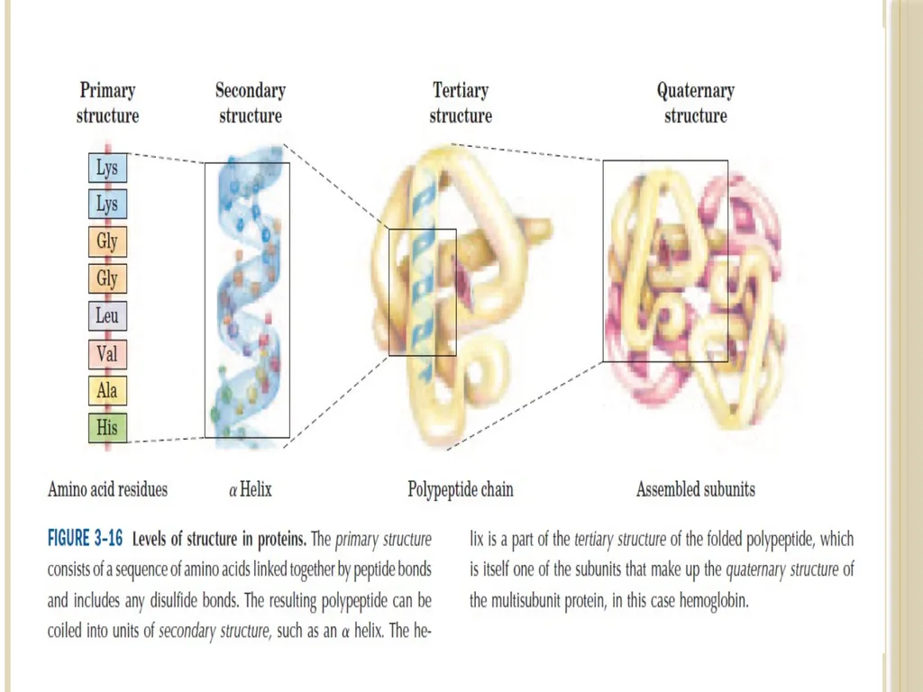 Chapter 3: Proteins Protein Biochemistry (BCH 303) - slide 17 of 107