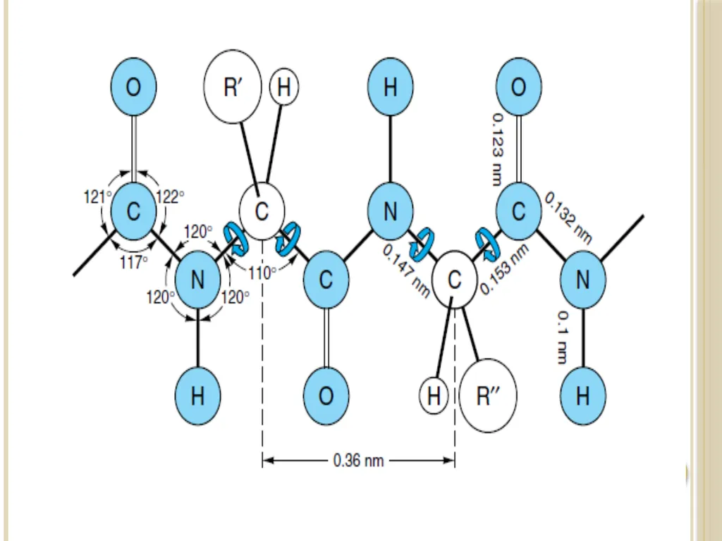 Chapter 3: Proteins Protein Biochemistry (BCH 303) - slide 21 of 107