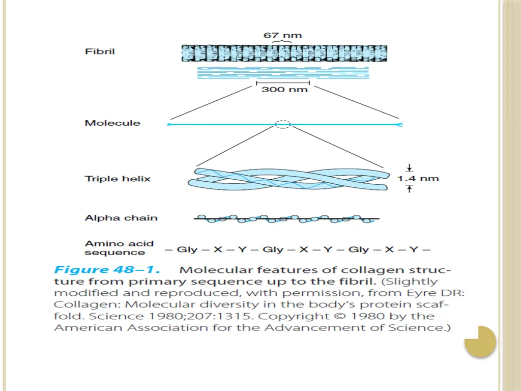 Chapter 3: Proteins Protein Biochemistry (BCH 303) - slide 43 of 107