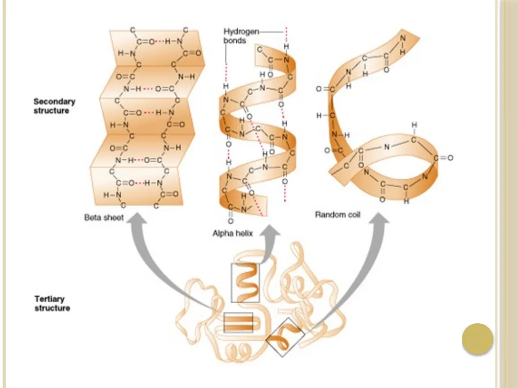 Chapter 3: Proteins Protein Biochemistry (BCH 303) - slide 51 of 107