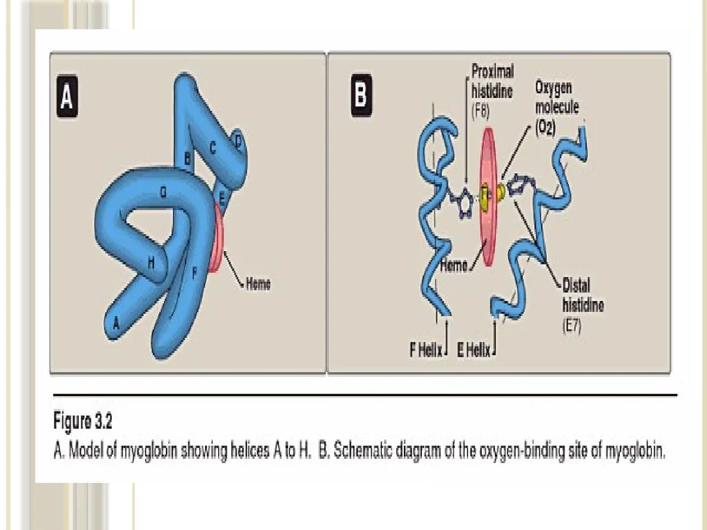 Chapter 3: Proteins Protein Biochemistry (BCH 303) - slide 58 of 107