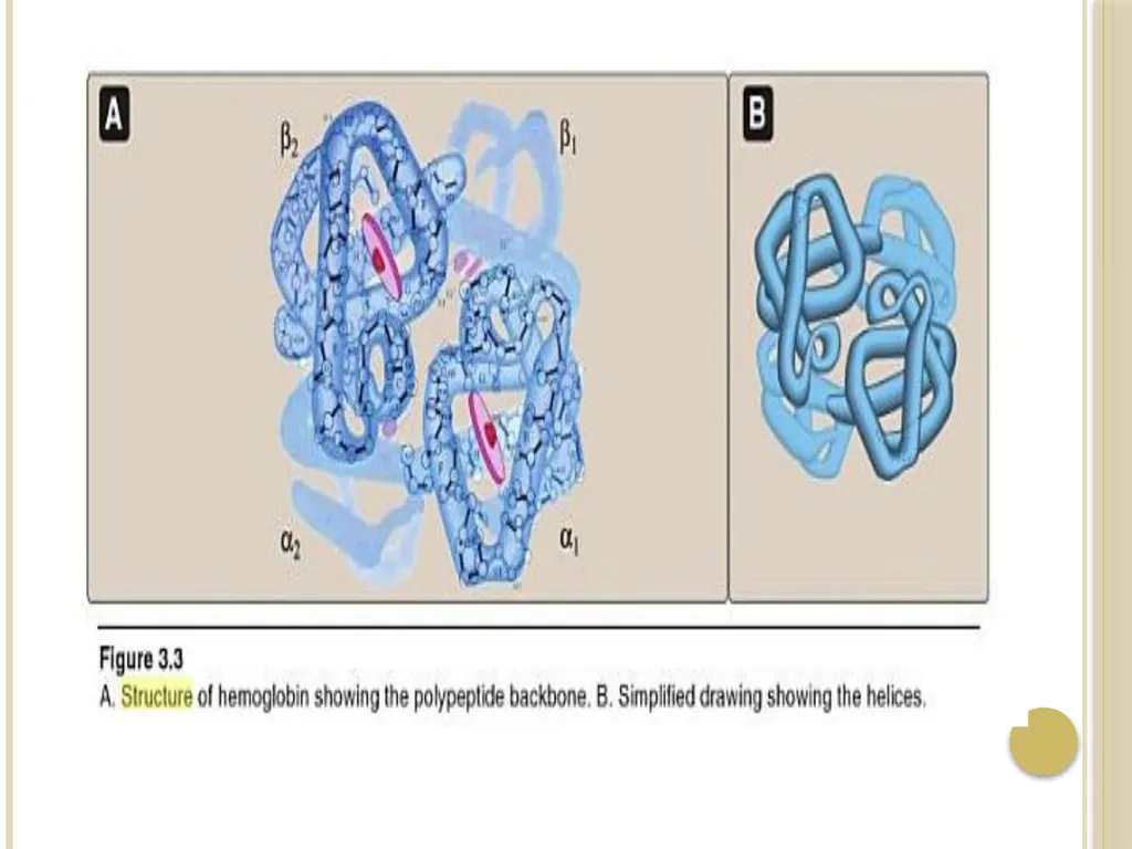Chapter 3: Proteins Protein Biochemistry (BCH 303) - slide 68 of 107