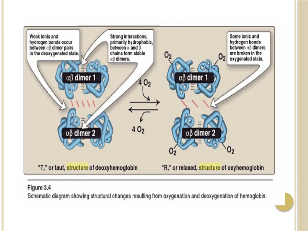 Chapter 3: Proteins Protein Biochemistry (BCH 303) - slide 73 of 107
