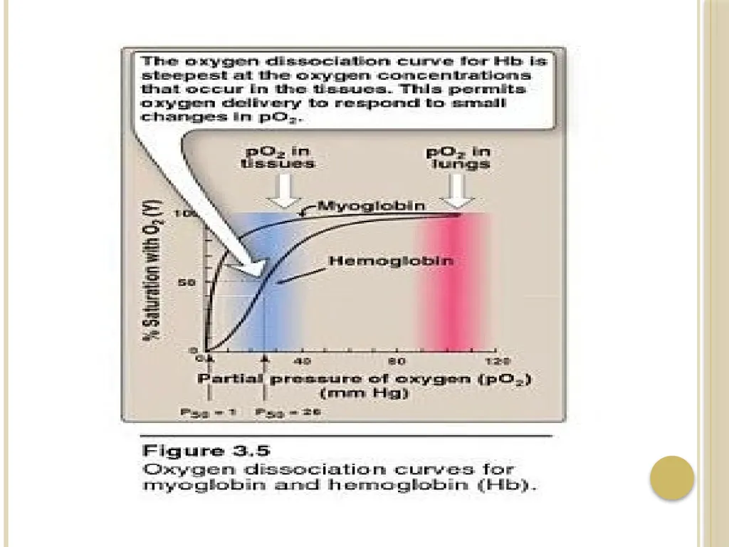 Chapter 3: Proteins Protein Biochemistry (BCH 303) - slide 75 of 107