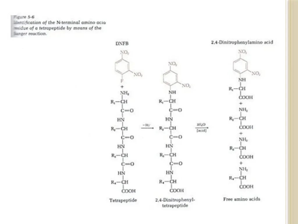 Chapter 3: Proteins Protein Biochemistry (BCH 303) - slide 89 of 107