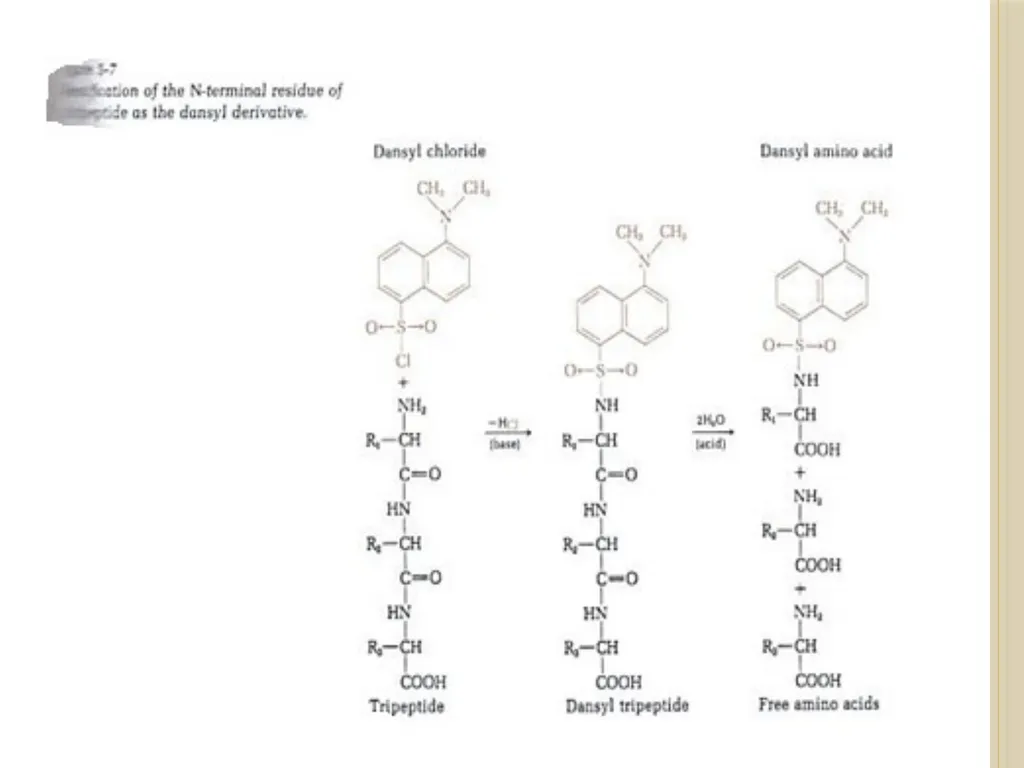 Chapter 3: Proteins Protein Biochemistry (BCH 303) - slide 90 of 107