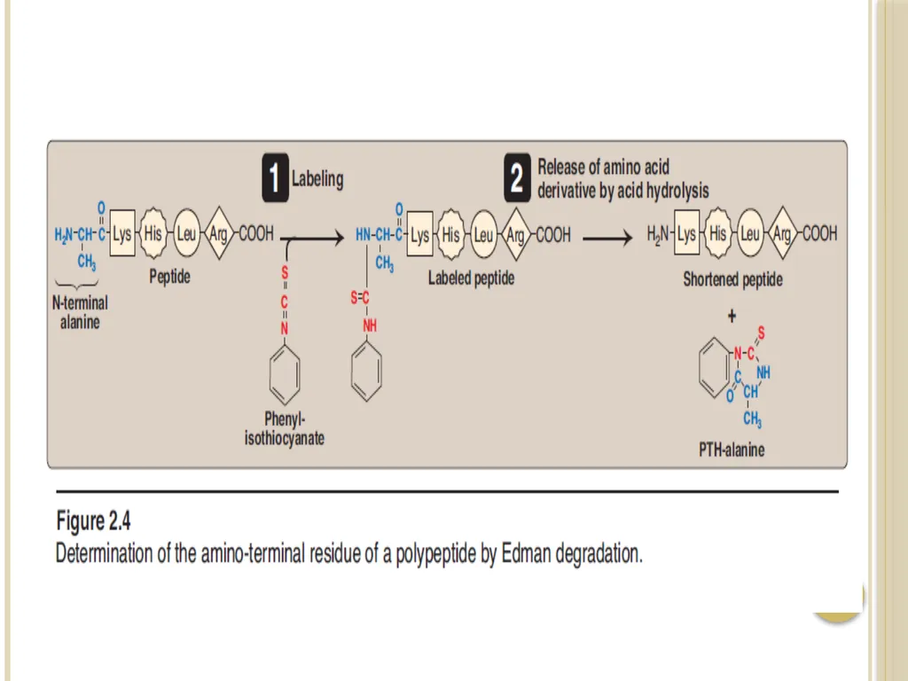 Chapter 3: Proteins Protein Biochemistry (BCH 303) - slide 92 of 107