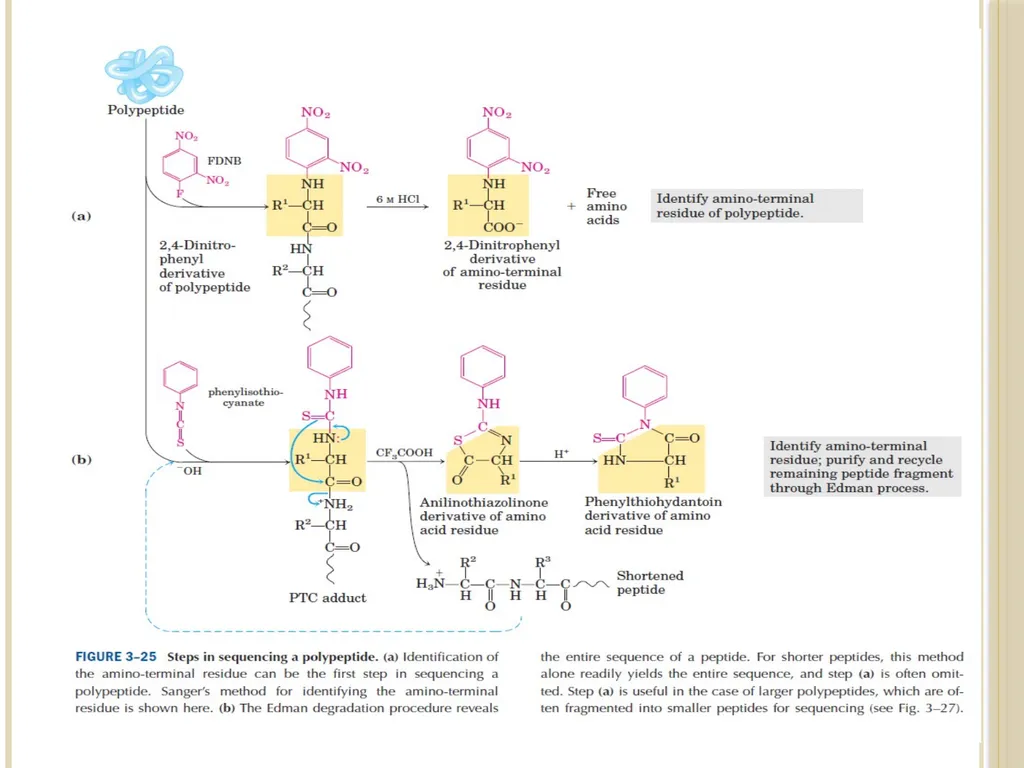 Chapter 3: Proteins Protein Biochemistry (BCH 303) - slide 93 of 107