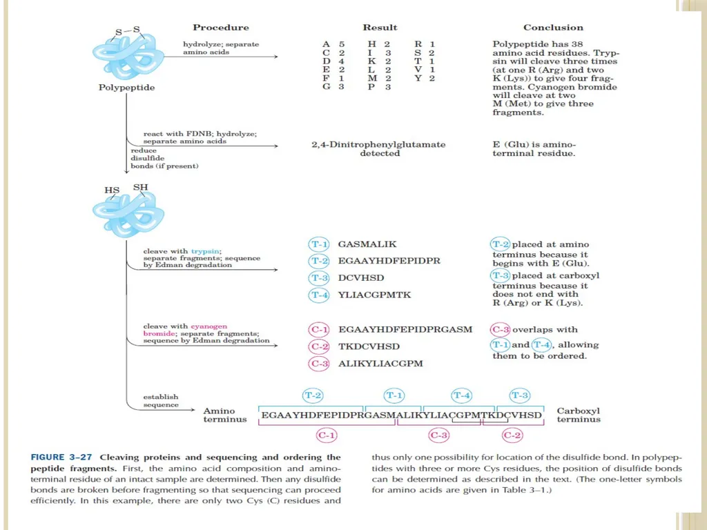 Chapter 3: Proteins Protein Biochemistry (BCH 303) - slide 98 of 107