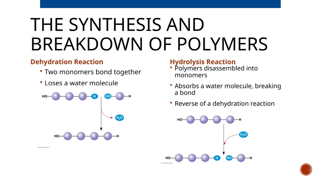 Macromolecules AP Biology 2018 Overview: The - slide 4 of 91