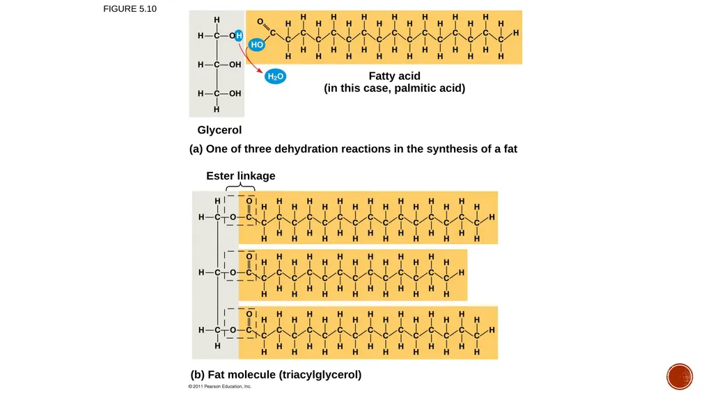 Macromolecules AP Biology 2018 Overview: The - slide 26 of 91