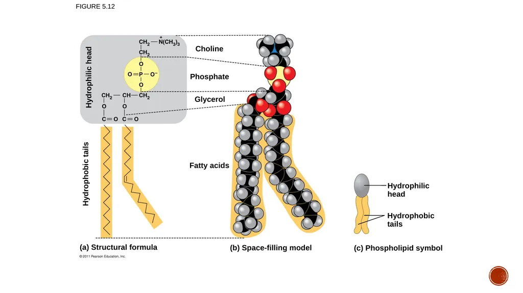 Macromolecules AP Biology 2018 Overview: The - slide 35 of 91