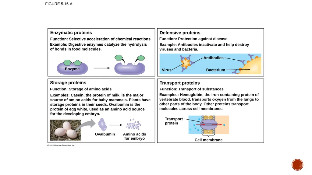 Macromolecules AP Biology 2018 Overview: The - slide 41 of 91