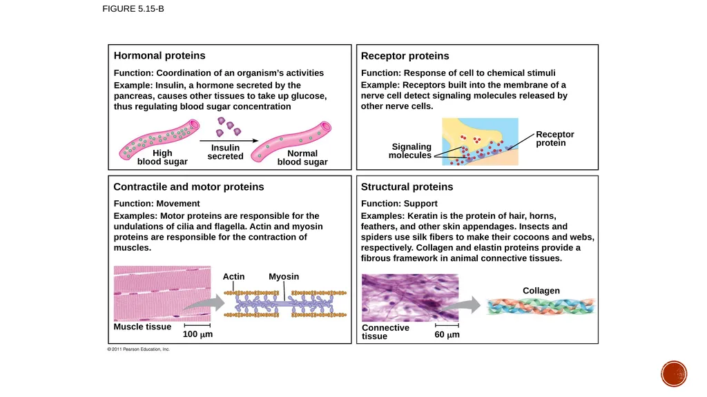 Macromolecules AP Biology 2018 Overview: The - slide 42 of 91