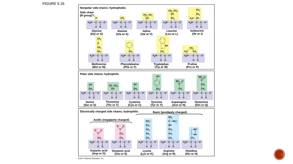 Macromolecules AP Biology 2018 Overview: The - slide 47 of 91