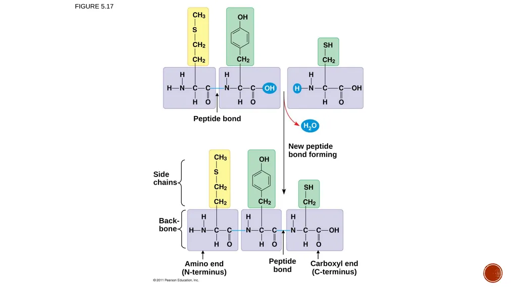 Macromolecules AP Biology 2018 Overview: The - slide 49 of 91