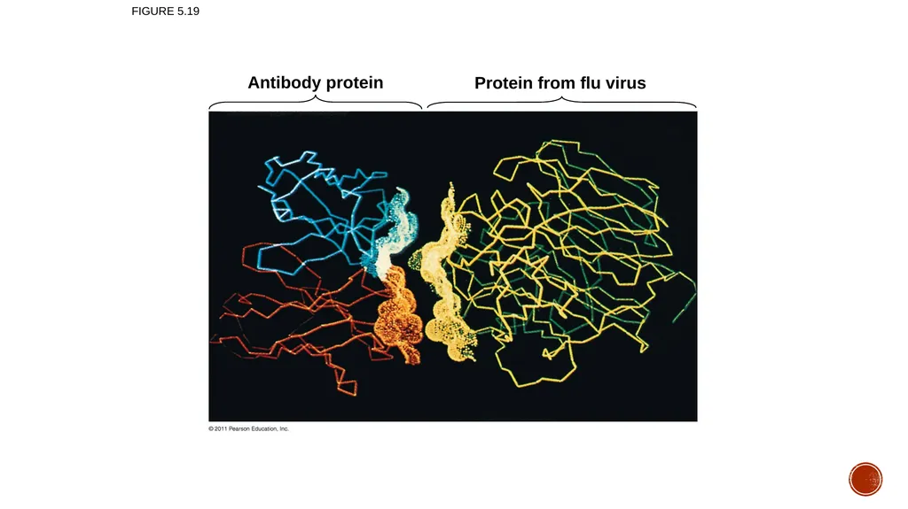 Macromolecules AP Biology 2018 Overview: The - slide 52 of 91
