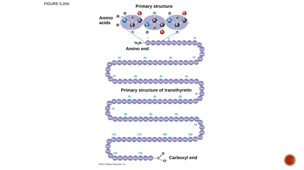 Macromolecules AP Biology 2018 Overview: The - slide 54 of 91
