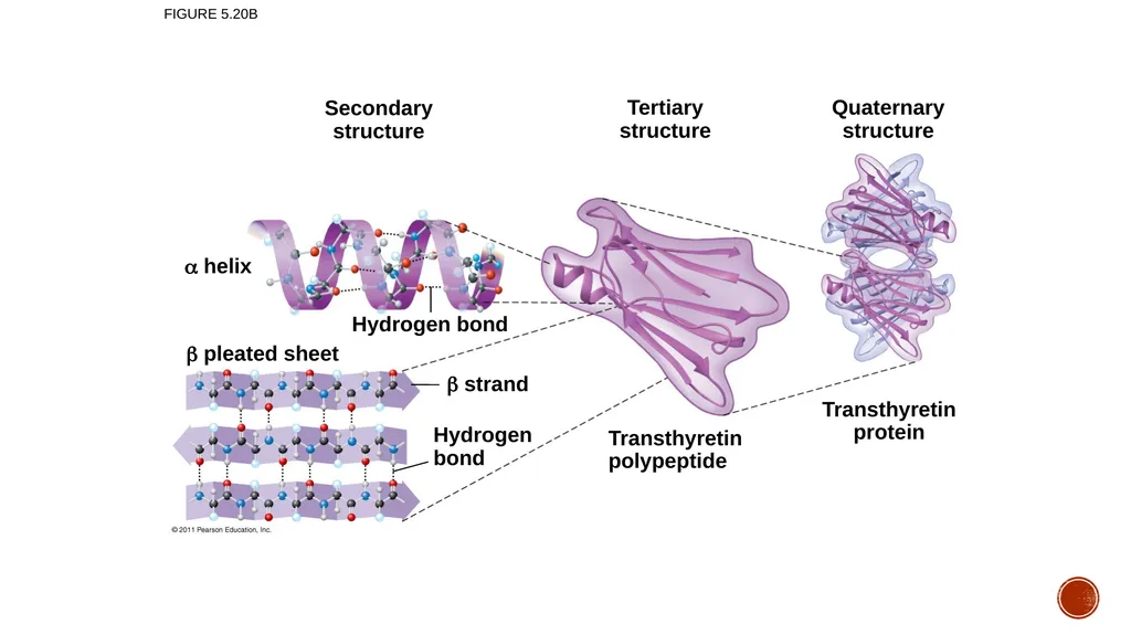 Macromolecules AP Biology 2018 Overview: The - slide 56 of 91