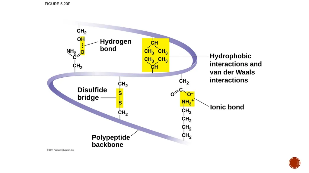Macromolecules AP Biology 2018 Overview: The - slide 60 of 91